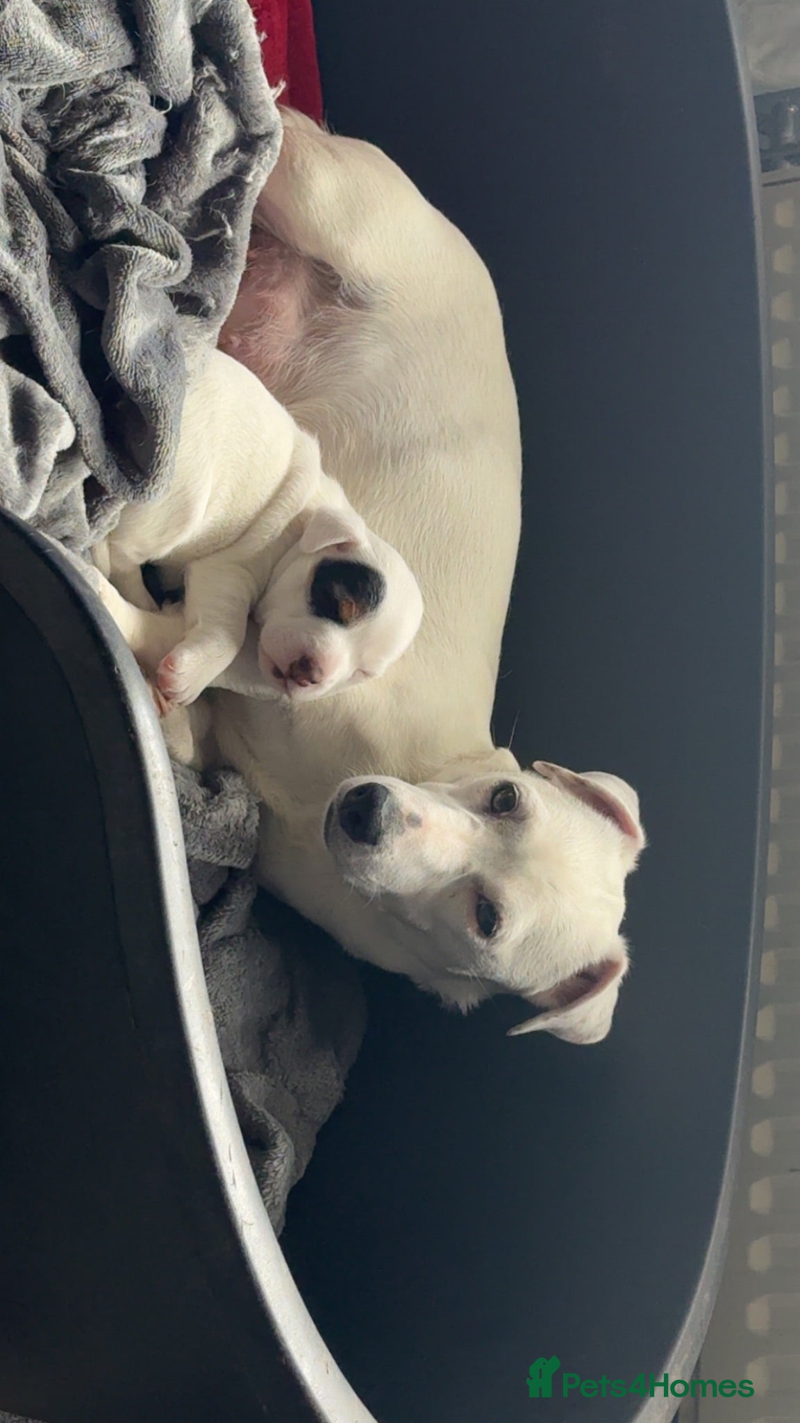 Jack Russell dogs Jack Russell | Male | SINGLETON ONLY PUP | - Advert 14