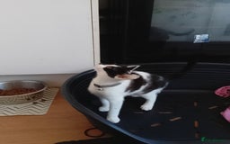 Domestic Shorthair cats for sale: Gorgeous boy kitten for sale in Ashford - Image 8