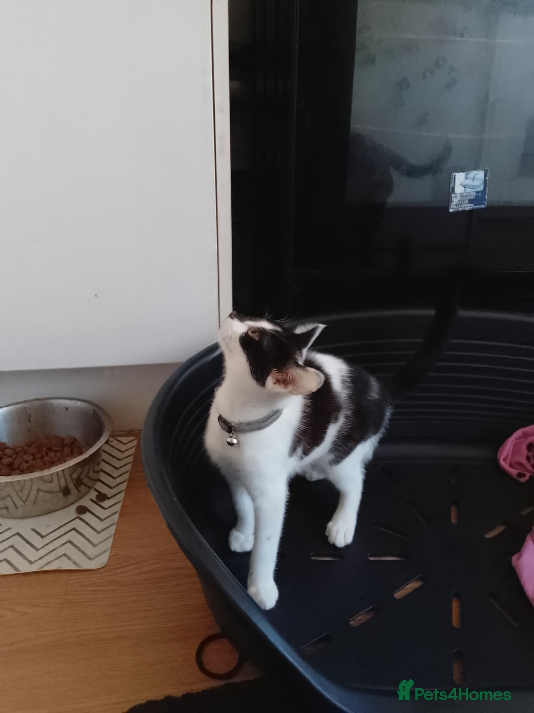 Domestic Shorthair cats for sale: Gorgeous boy kitten for sale in Ashford - Image 8