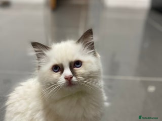 Ragdoll cats 🔷Exclusive Genuine 100 % Traditional Ragdolls - Advert 9