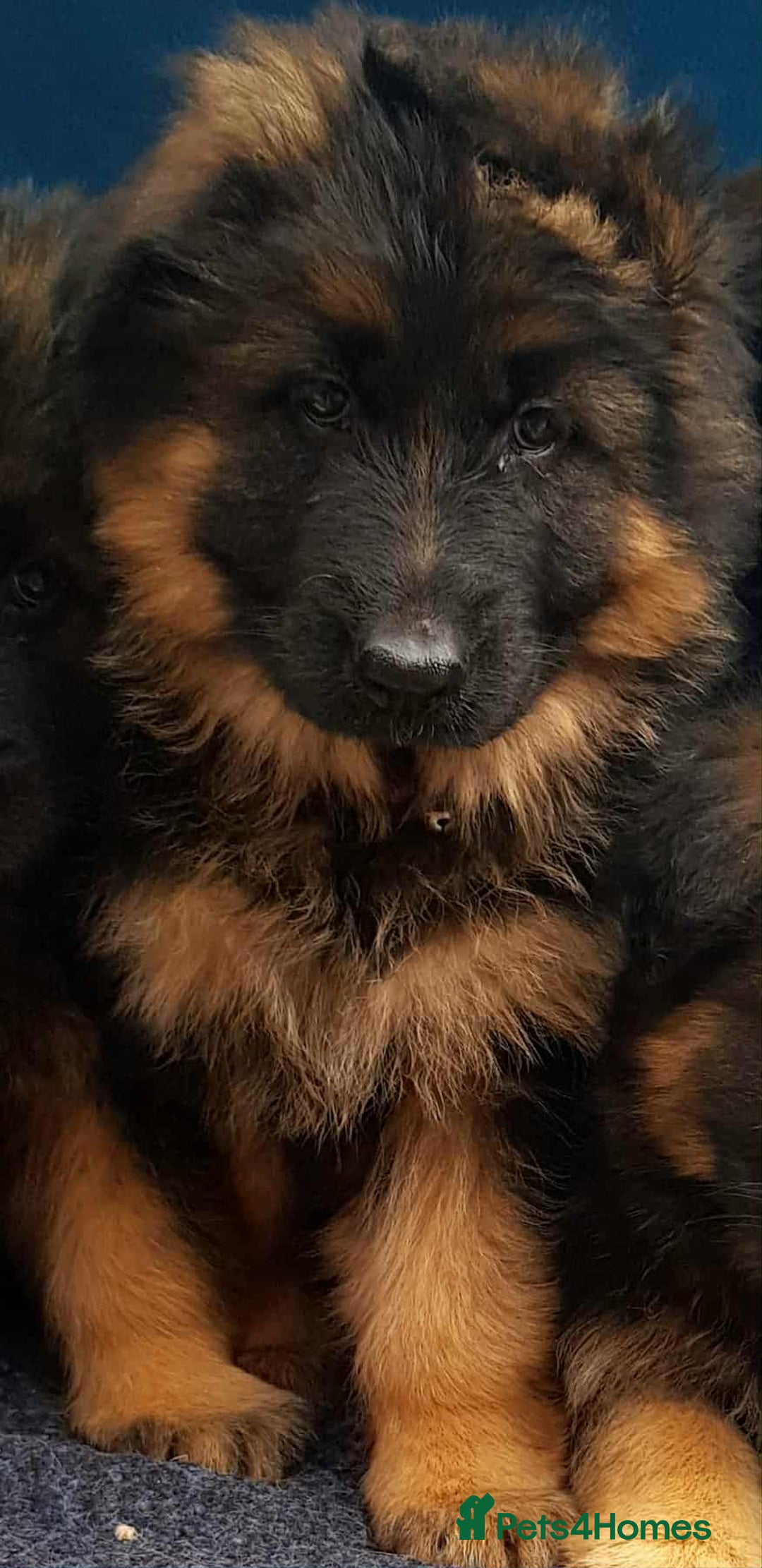 German Shepherd dogs for sale: KC. German shepherd puppies - Advert 7