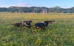 Mixed Breed dogs for sale: Miniature dachshund x cocker spaniel  - Image 2