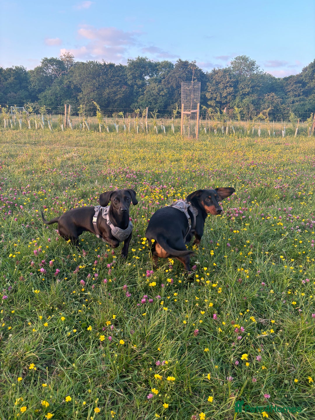 Mixed Breed dogs for sale: Miniature dachshund x cocker spaniel  - Image 2