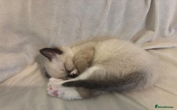 Ragdoll cats for sale: Beautiful Ragdoll kittens - Image 9