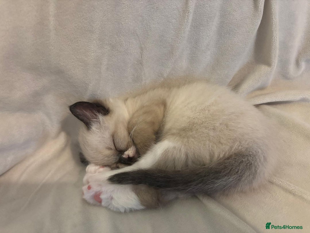 Ragdoll cats for sale: Beautiful Ragdoll kittens - Image 9