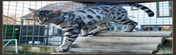 Bengal cats for sale: Outstanding Silver rosetted spotted Bengal Lady - Advert 6