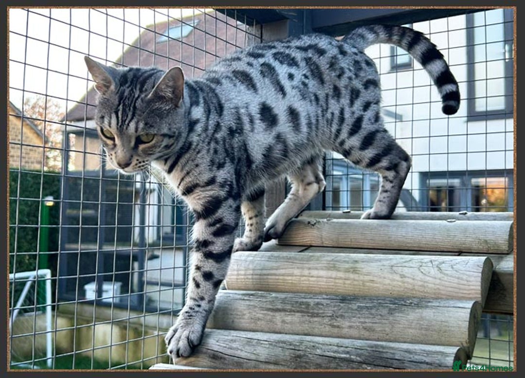 Bengal cats for sale: Outstanding Silver rosetted spotted Bengal Lady - Advert 6