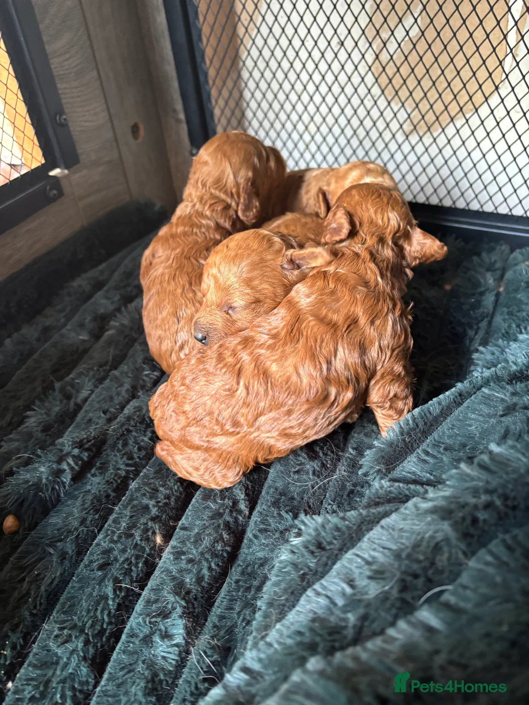 Toy Poodle dogs for stud: For stud  - Advert 5