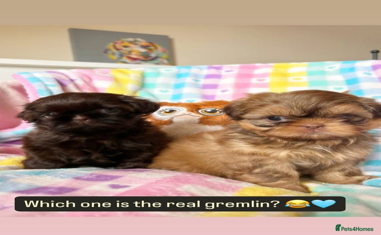 Shih Tzu dogs - Advert 11