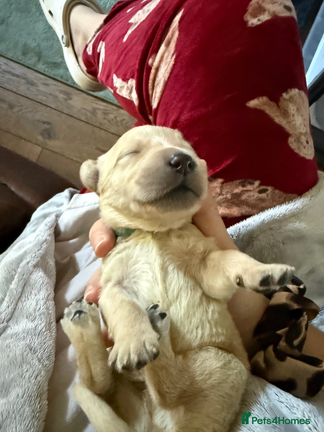 Goldador dogs for sale: 8 beautiful golden retriever x red lab puppies  - Advert 13