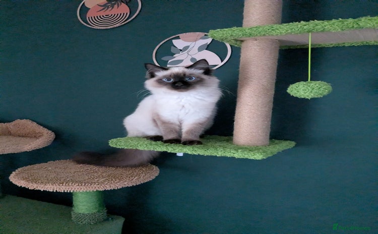 Ragdoll cats - Advert 1