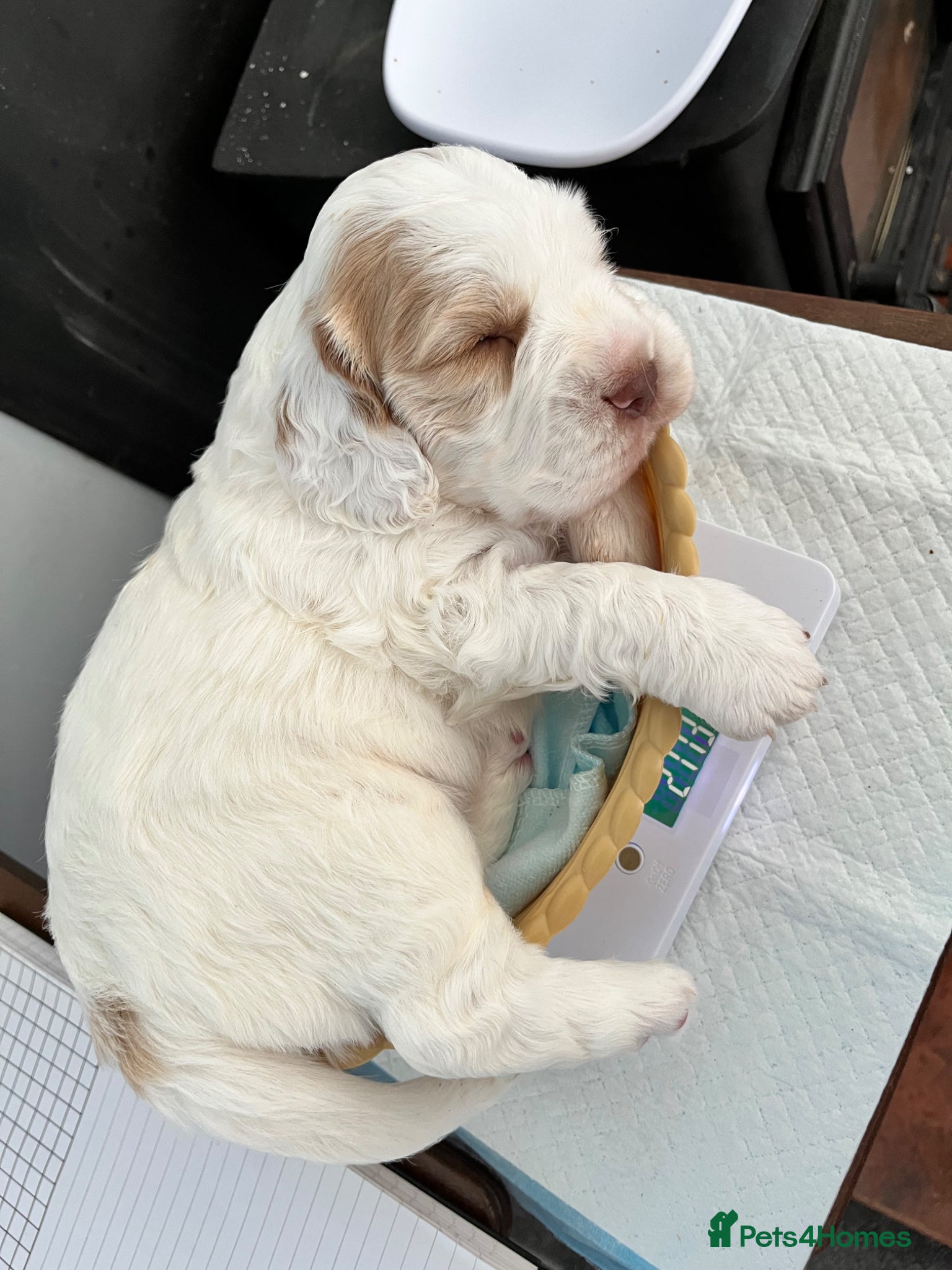 Clumber Spaniel dogs Clumber spaniel puppies for sale - Advert 1