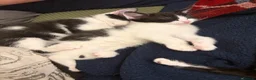 Mixed Breed cats for sale: Fluffy kittens ready for a new home  - Advert 13