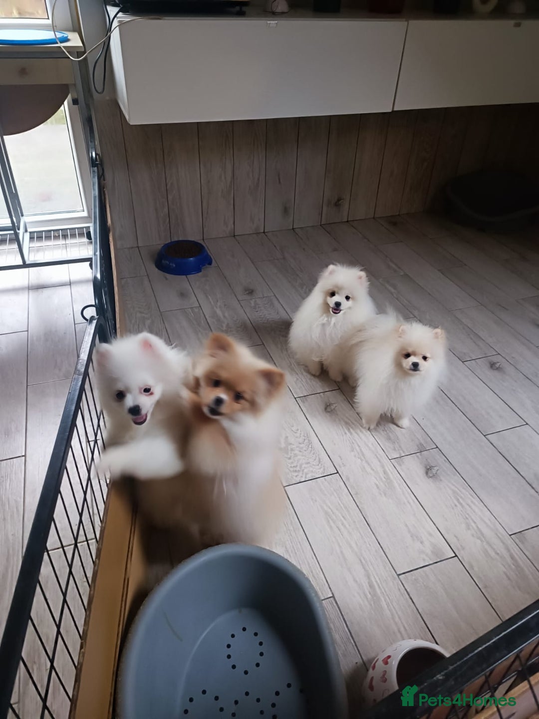 Pomeranian dogs for sale: Stunning oryginal pomeranian puppies   - Advert 5