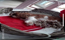 Cavalier King Charles Spaniel dogs for sale: Stunning cavalier King Charles puppies  - Image 5