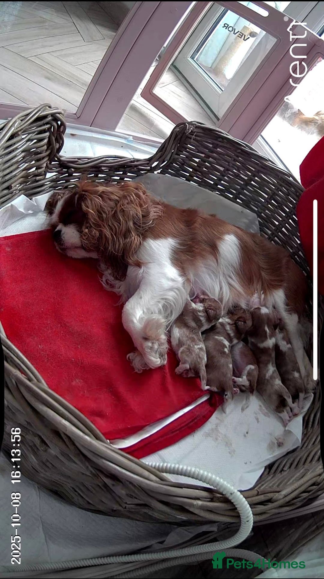 Cavalier King Charles Spaniel dogs for sale: Stunning cavalier King Charles puppies  - Image 5