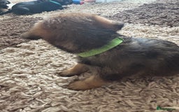 Border Terrier dogs for sale: Border terrier pups - Image 24