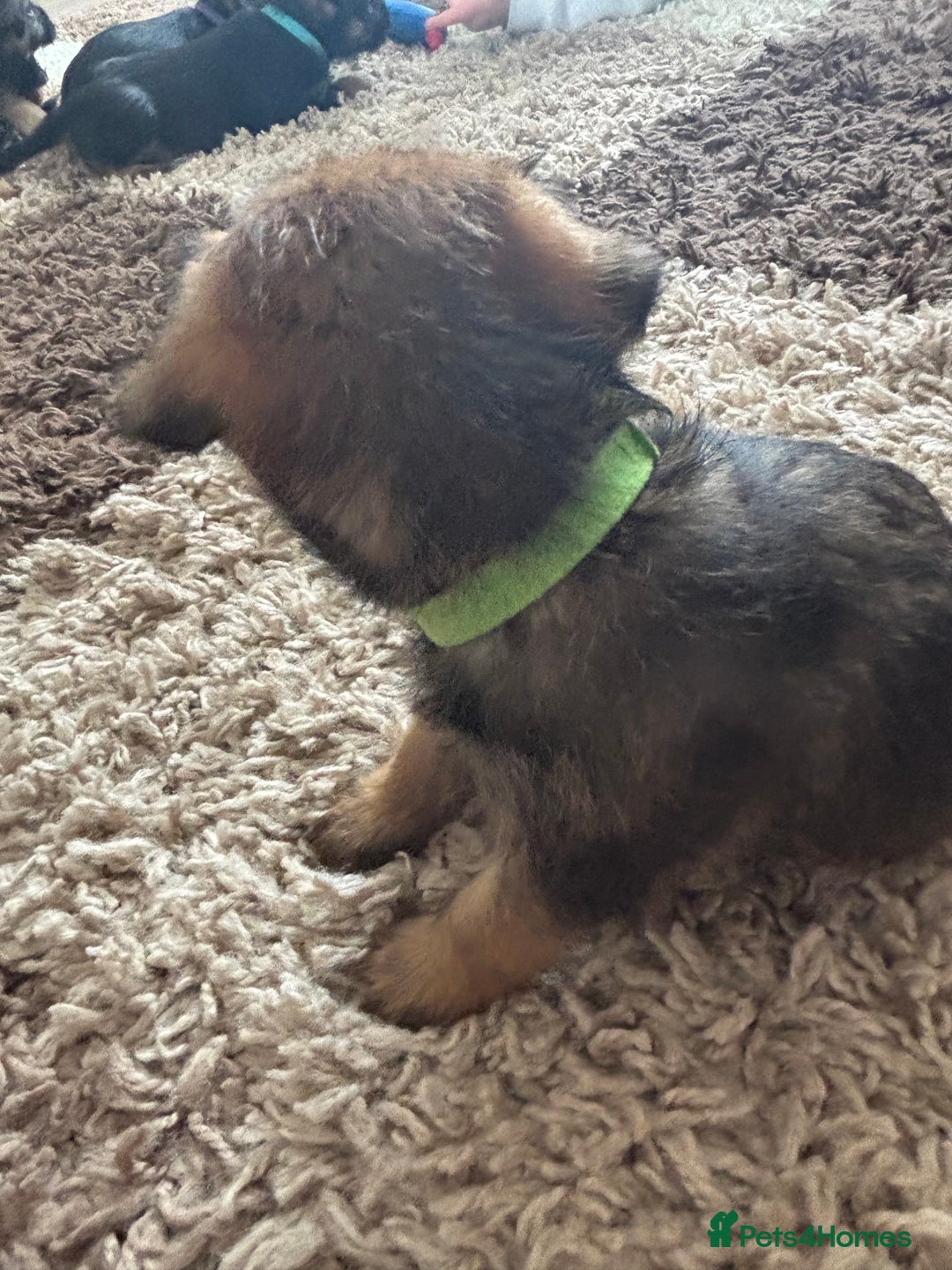 Border Terrier dogs for sale: Border terrier pups - Image 24