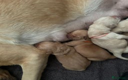 Labrador Retriever dogs for sale: Beautiful pedigree golden Labradors  - Image 30