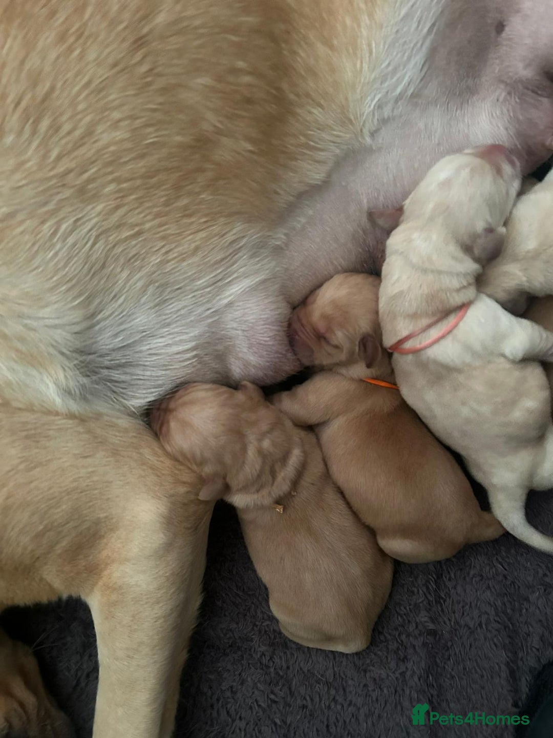 Labrador Retriever dogs for sale: Beautiful pedigree golden Labradors  - Image 30