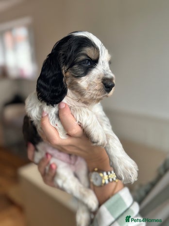 Cocker Spaniel dogs KC Registered * one boy left * - Advert 5