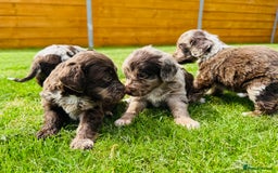 Cockapoo dogs for sale: Chocolate Merle Cockapoo Babies 🐾🐾🐾 - Image 12
