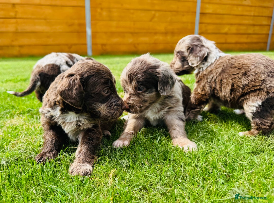 Cockapoo dogs for sale: Chocolate Merle Cockapoo Babies 🐾🐾🐾 - Image 12