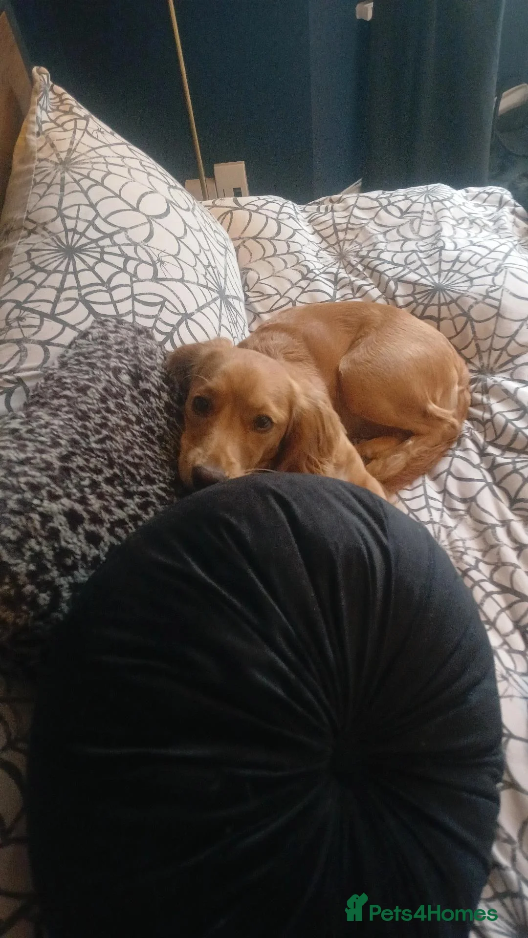 Mixed Breed dogs for sale: Evie  in Caterham - Advert 1
