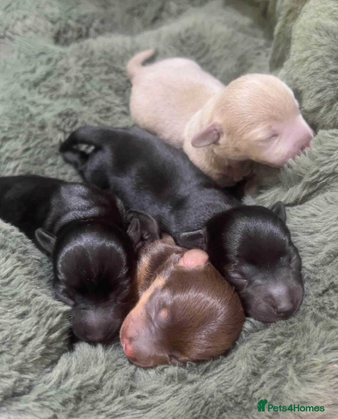 Chiweenie dogs for sale: 4 Gorgeous Chiweenies - 3 Girls 1 Boy  - Advert 2