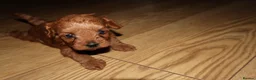 Maltipoo dogs for sale: 🐶 Stunning Brown/Red F1B Maltipoo Puppies ❤️ in Luton - Advert 15