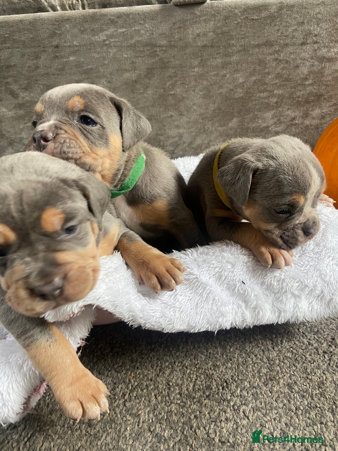 Dorset Olde Tyme Bulldogge dogs for sale: N.E.B.B.R fluffy carriers olde tyme bulldogs - Image 6
