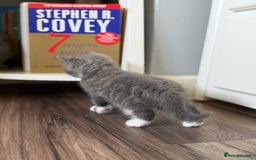 British Shorthair cats for sale: British shorthair kittens  - Image 2