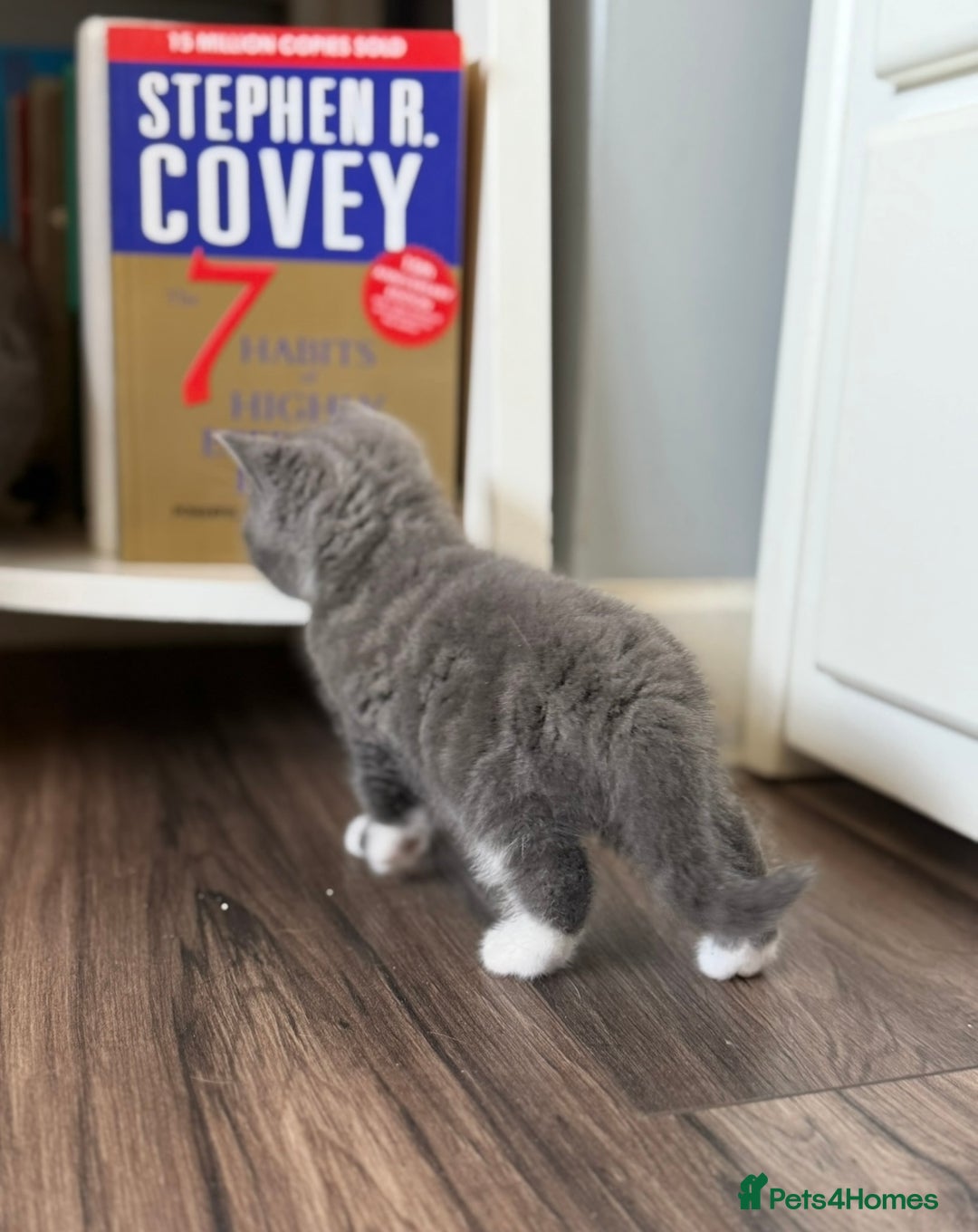 British Shorthair cats for sale: British shorthair kittens  - Image 2