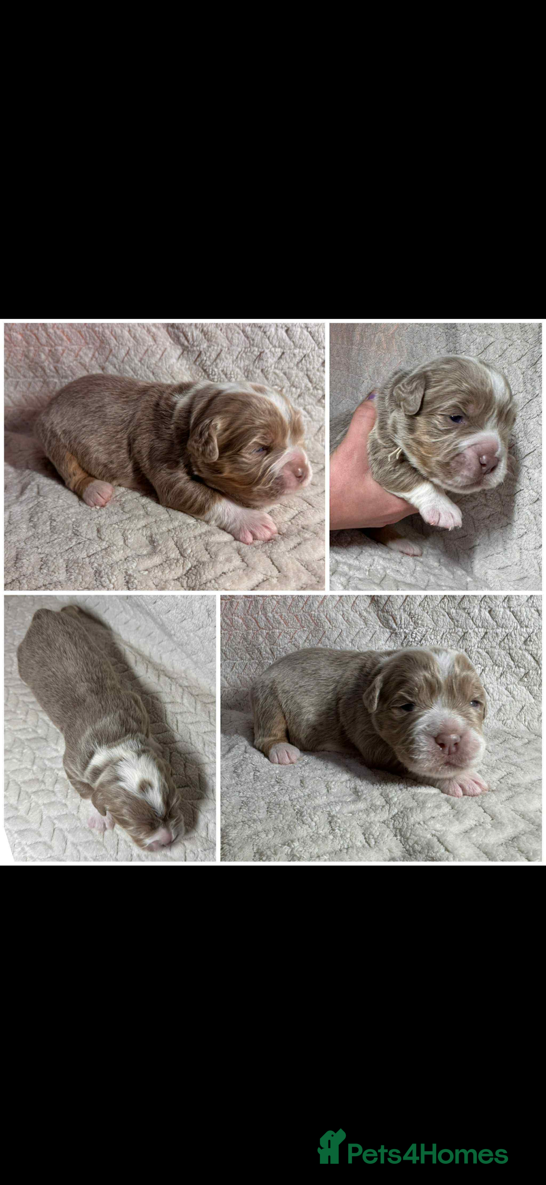 Old Tyme Bulldog dogs for stud: Stunning Visual Fluffy Chocolate Merle - Advert 6