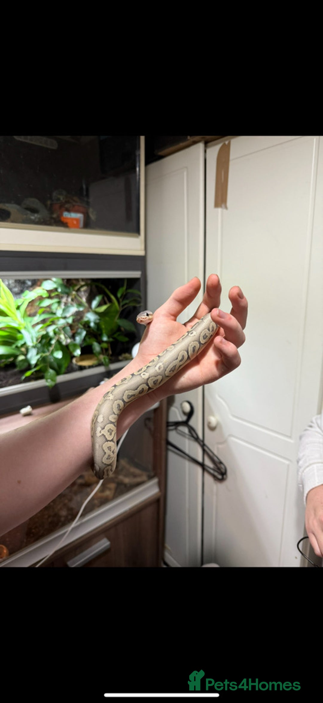Python Snake reptiles for sale: Meet Mr Sprinkles - Image 7