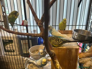 Budgerigars birds Mixed budgies - Advert 6
