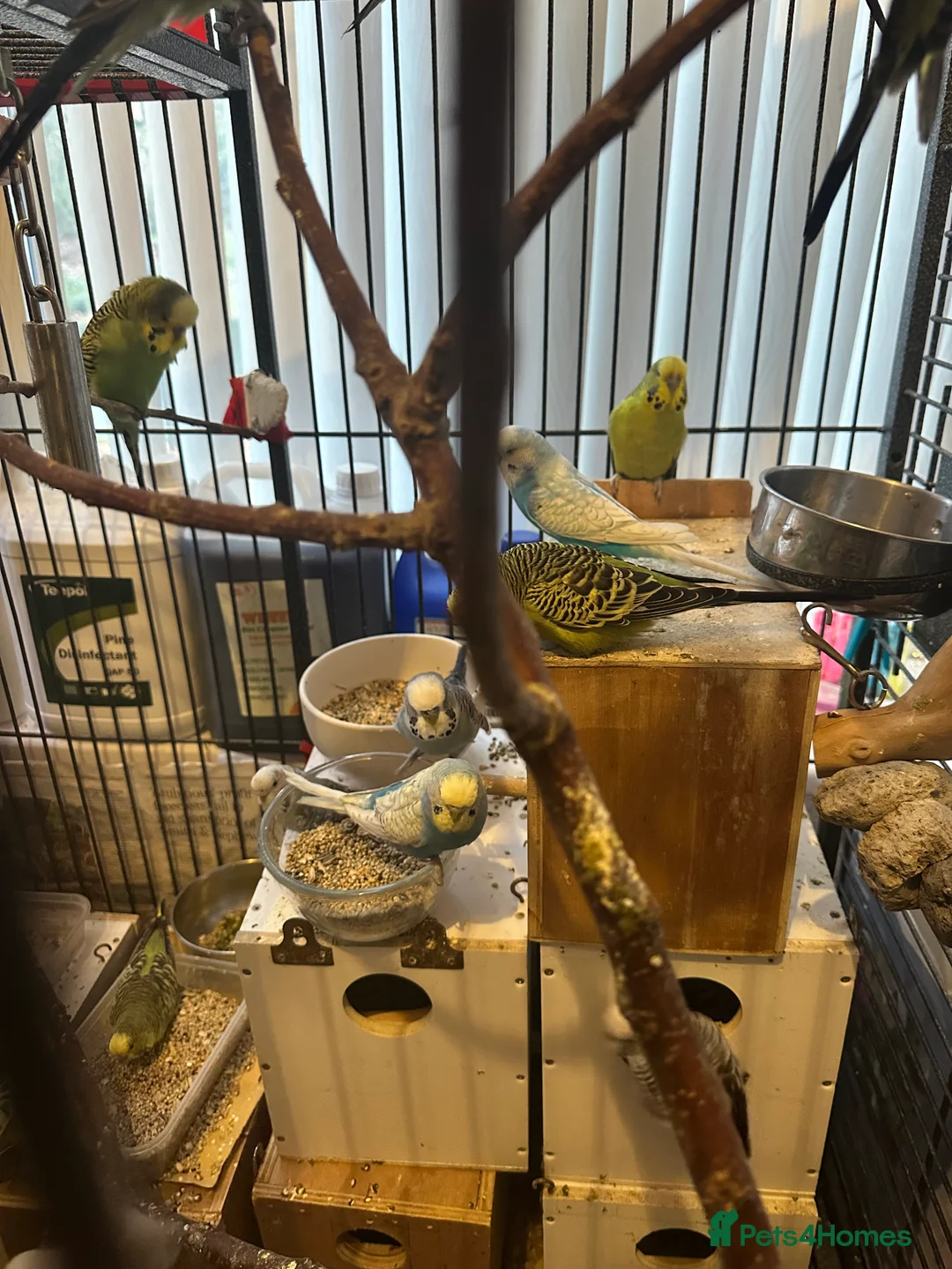 Budgerigars birds for sale: Mixed budgies - Advert 1