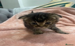 Scottish Fold cats for sale: Scottish fold/straight kittens  - Image 20