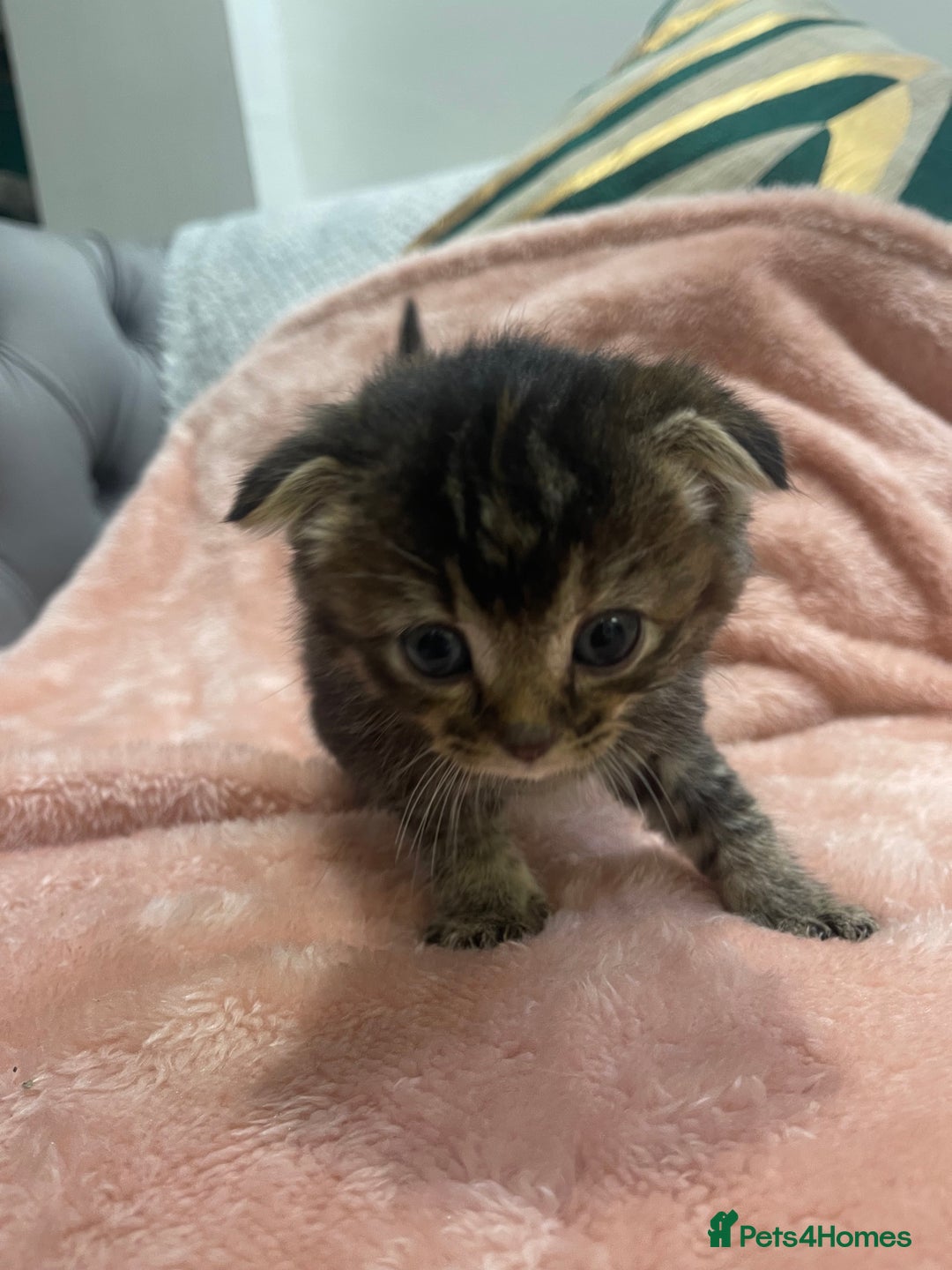 Scottish Fold cats for sale: Scottish fold/straight kittens  - Image 20