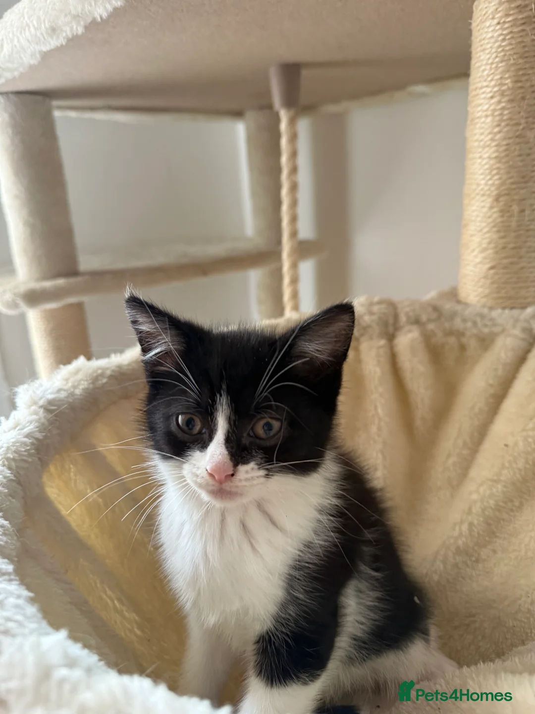 Mixed Breed cats for sale: Snowshoe kittens🐾 - Advert 8