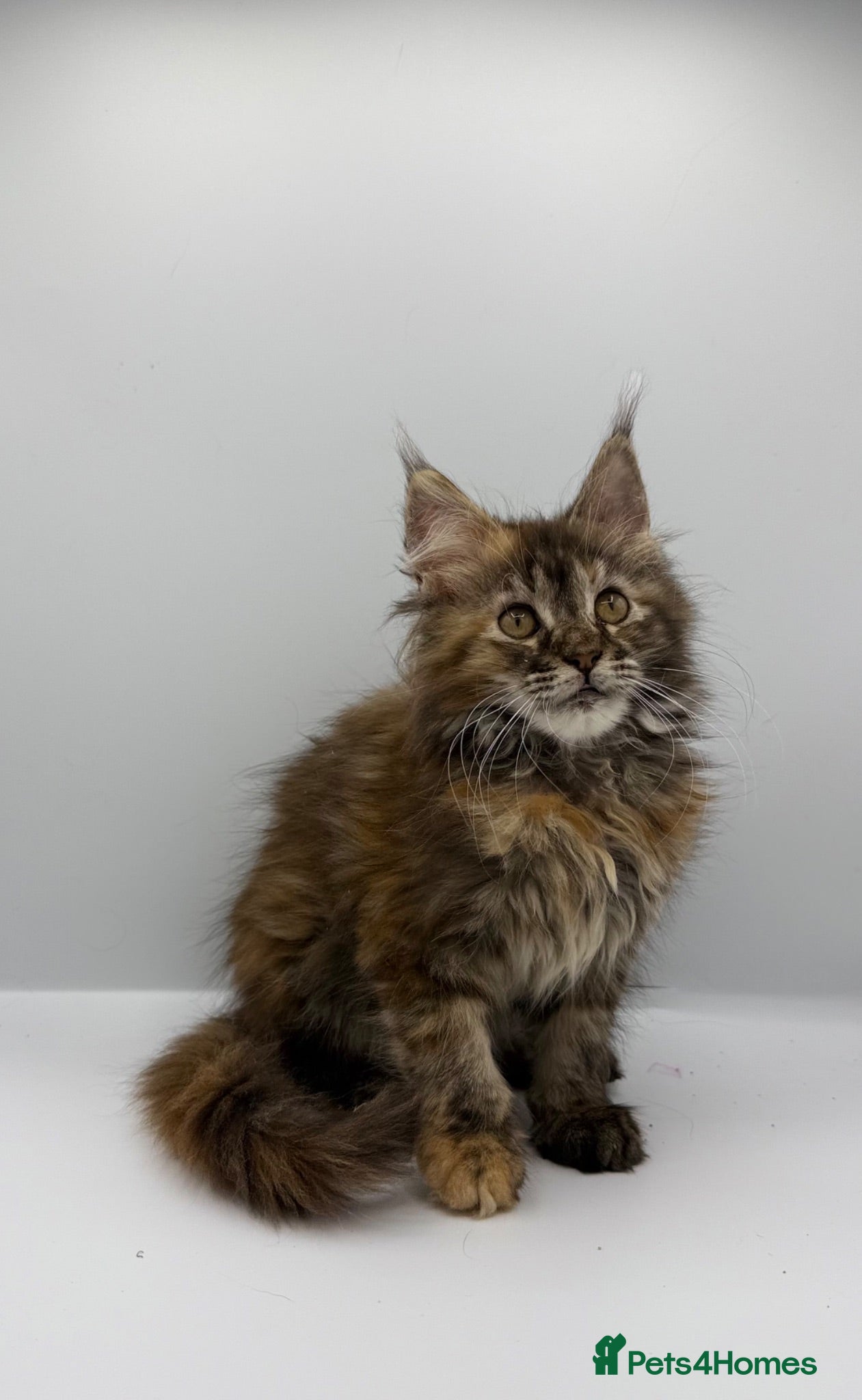 Maine Coon cats Stunning Maine coon kitten  - Advert 1