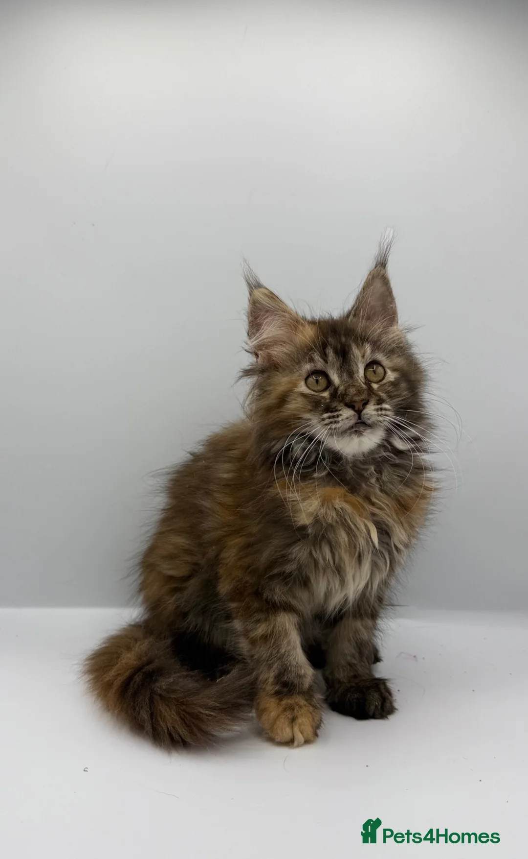 Maine Coon cats for sale: Stunning Maine coon kitten  - Advert 1