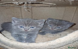 Scottish Fold cats for sale: Scottish fold kittens with straight ears - Advert 14