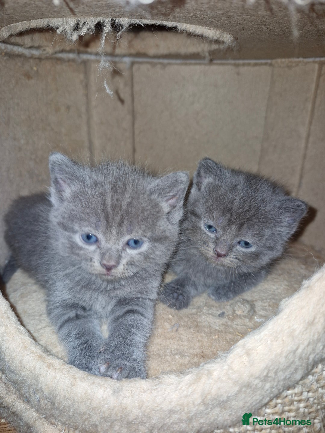 Scottish Fold cats for sale: Scottish fold kittens with straight ears - Advert 14