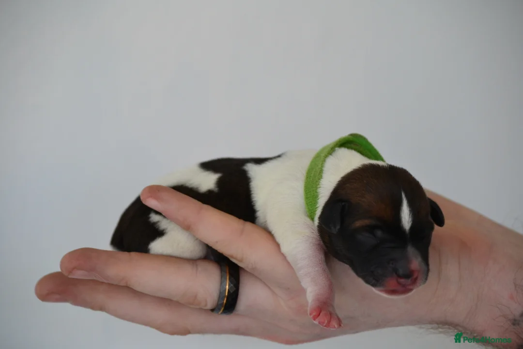 Jack Russell dogs for sale: Traditional Jack Russell  - Advert 5