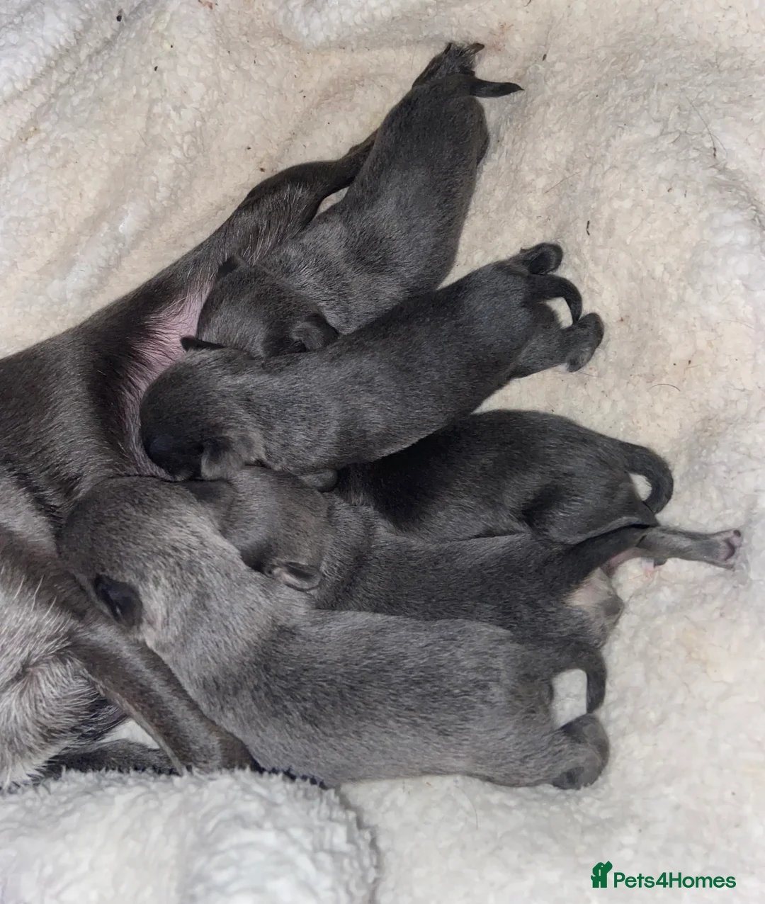 Chihuahua dogs for stud: Kc Long Coat Lilac Tri Chihuahua Well Proven Stud in Washington - Advert 8