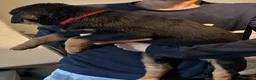 Rottweiler dogs for sale: 9 CHUNKY ROTTWEILER PUPPIES FOR SALE  in Barnsley - Advert 14
