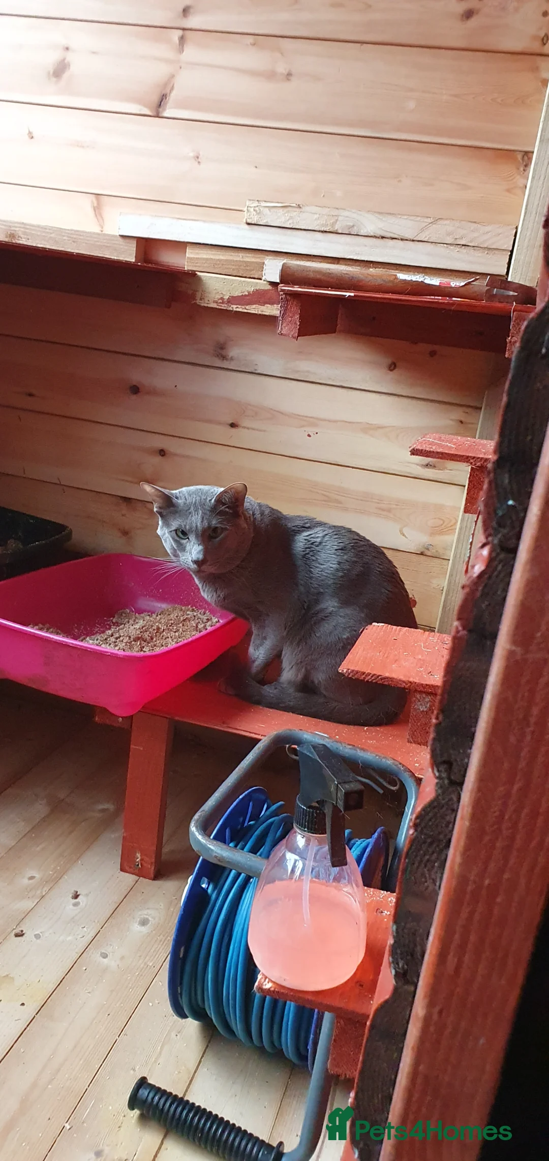 Oriental cats for stud: Caramel and oriental blue stud boys - Advert 2