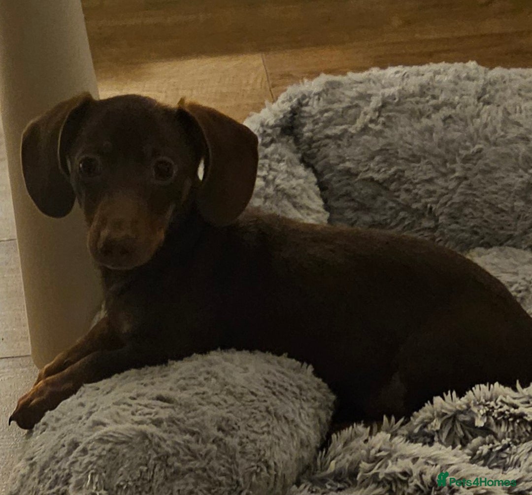 Miniature Dachshund dogs for sale: Beautiful miniature dachshund  - Image 2