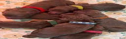 Cocker Spaniel dogs for sale: Kennel club working cocker spaniels  - Advert 24